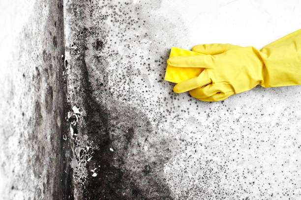 Biohazard Mold Removal in Mullica Hill, NJ