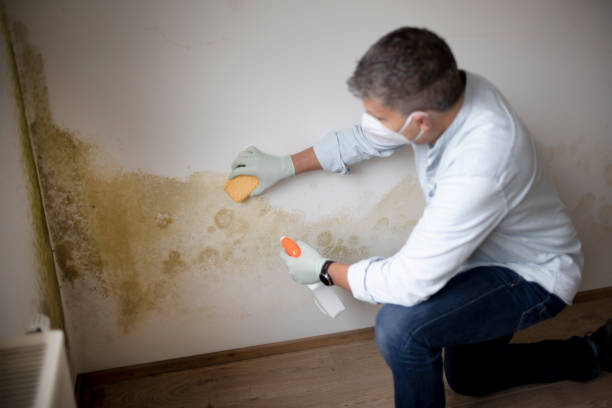 Best Mold Prevention Services  in Mullica Hill, NJ